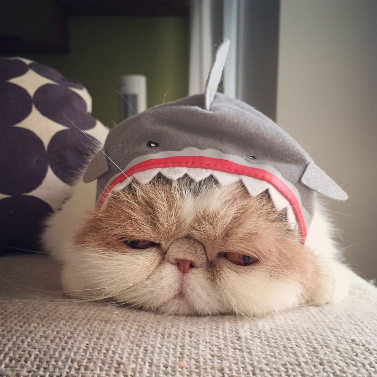 Милые коты в костюмах