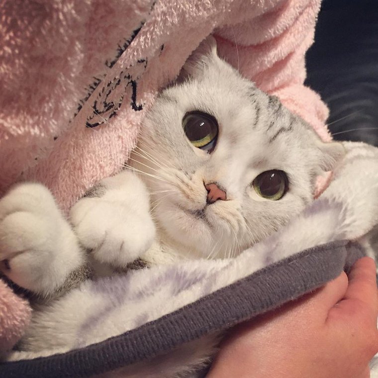 Милый котик с большими глазами