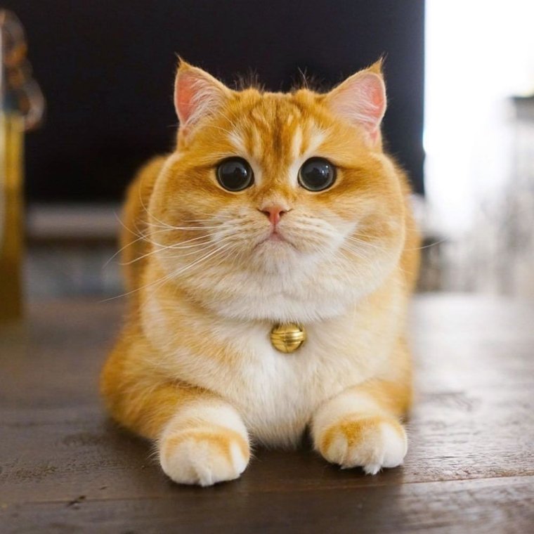 Японский рыжий кот