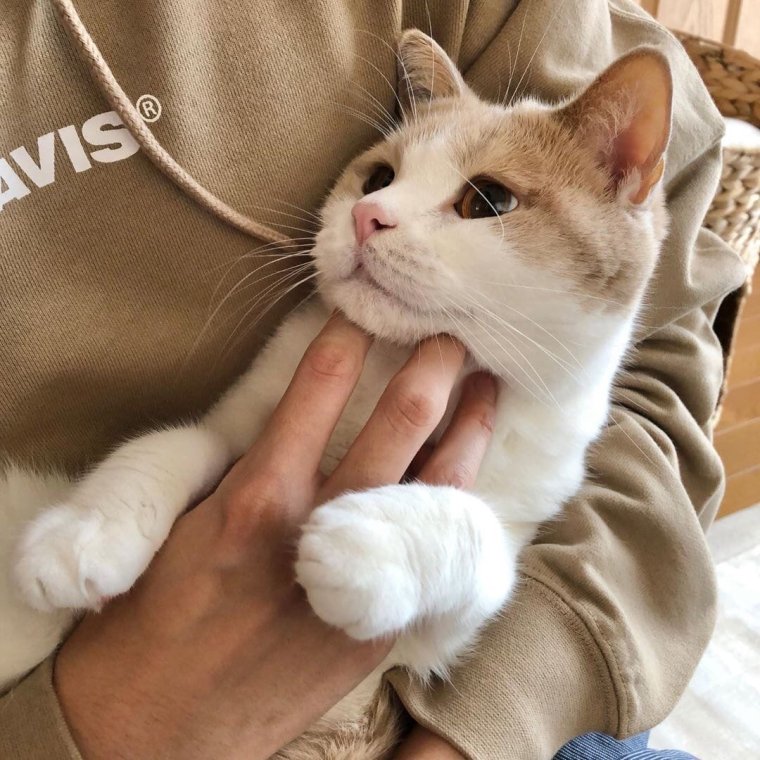 Котики Инстаграм