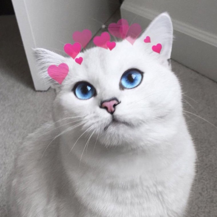 Самые популярные котики