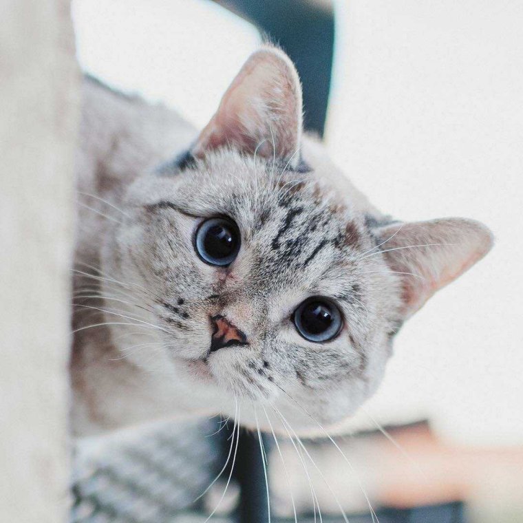 Инстаграмный котик
