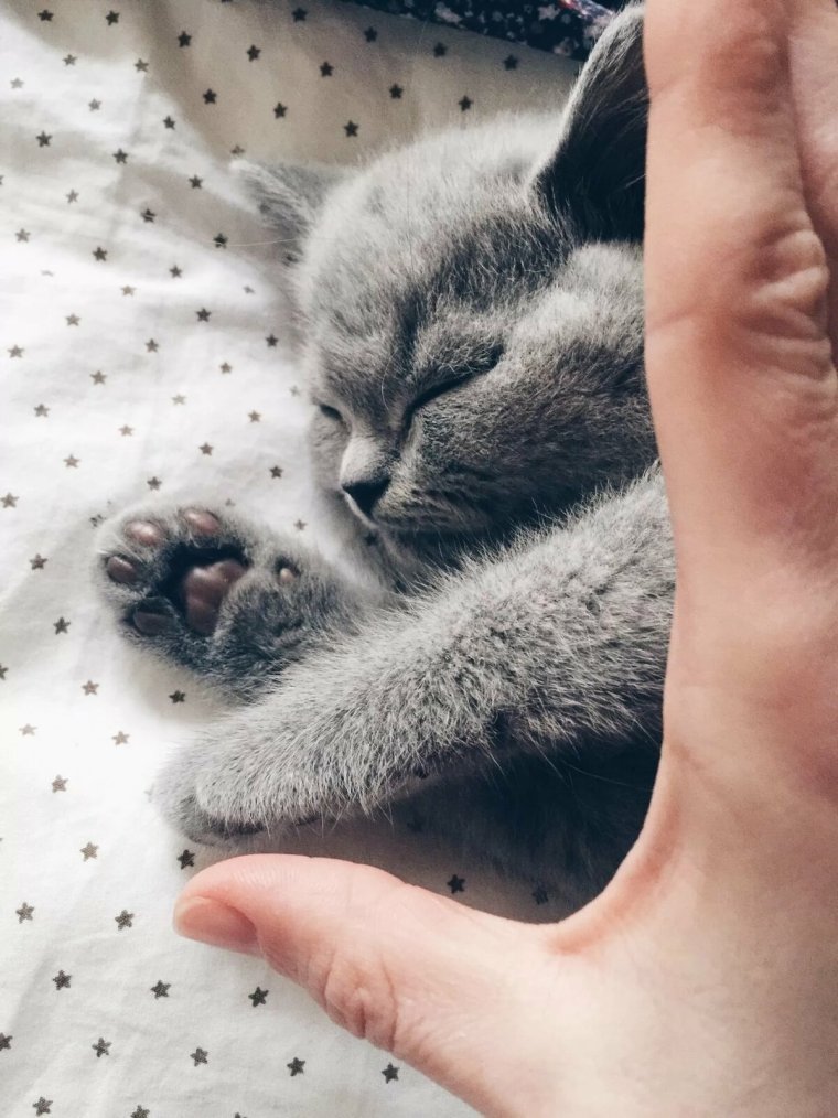 Котята для инстаграмма