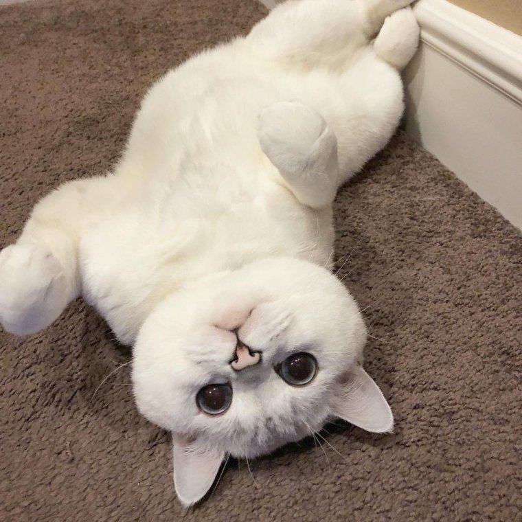 Японские породы кошек хана