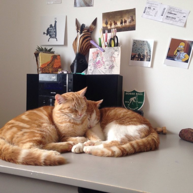 Рыжий кот из инстаграмма