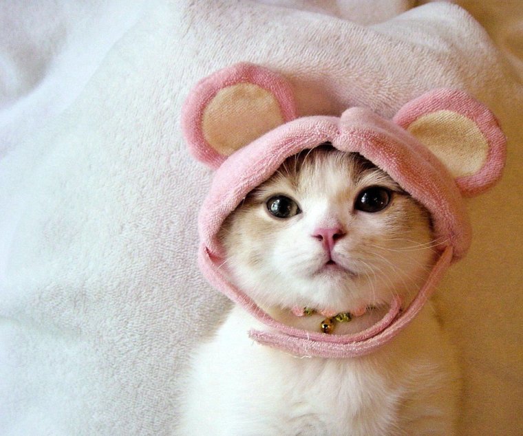 Милые котики на аву Эстетика