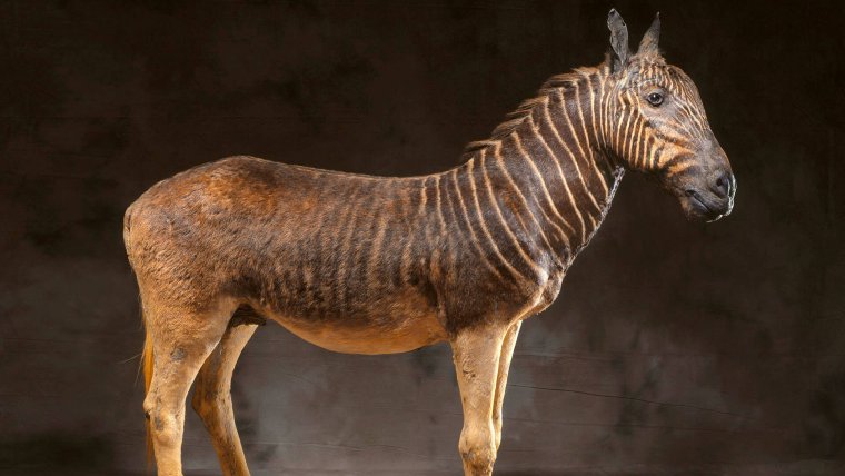 Квагга вымершее животное