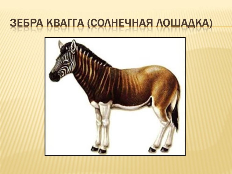 Лошадь квагга