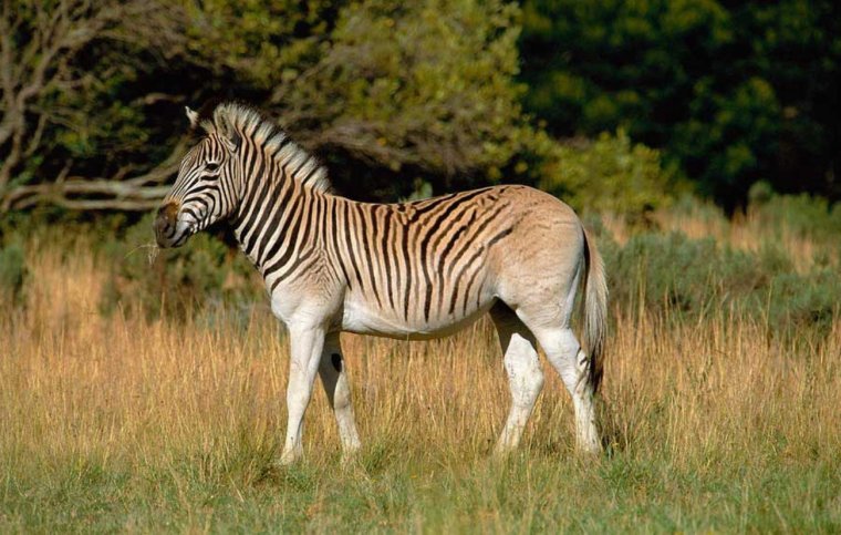 Вымершая Зебра квагга