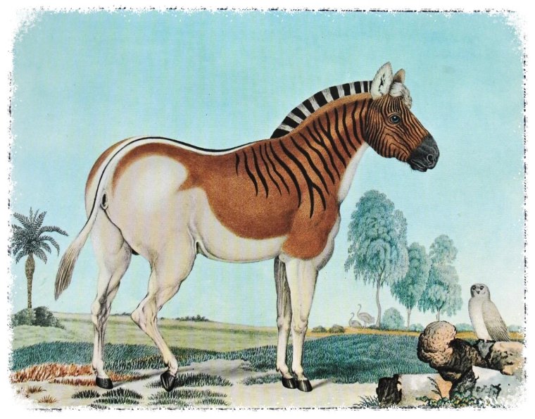 Квагга вымершее животное