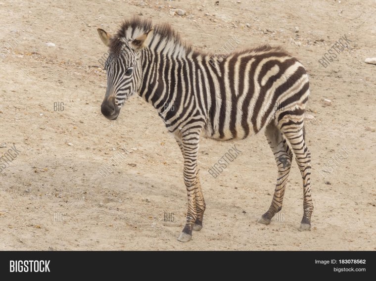 Зебра Чапмана почему так называется