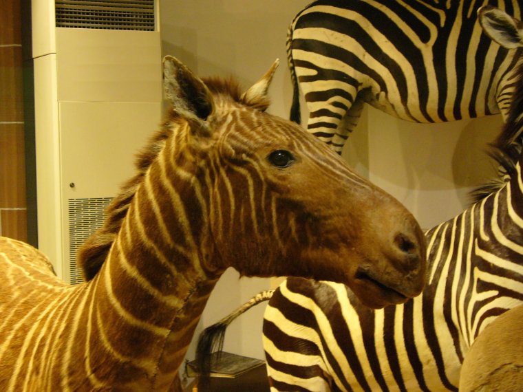 Зенкенбергский музей квагга