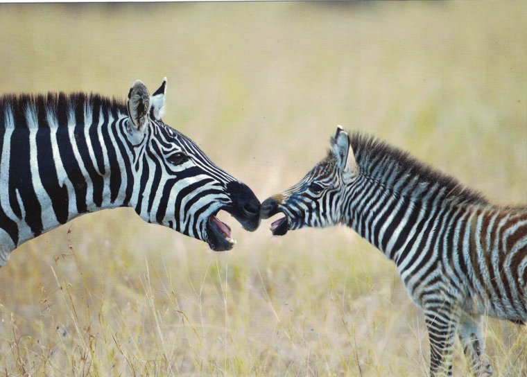 Зебра танцует