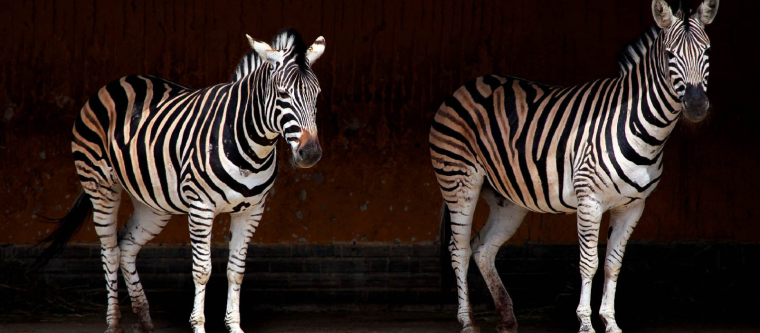 Квагга Википедия