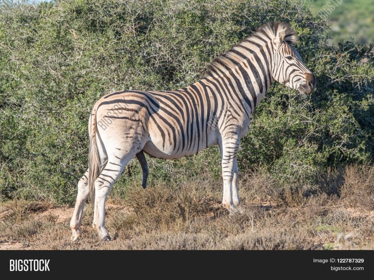 Половые органы зебры