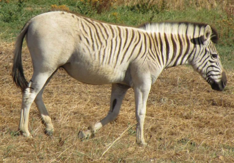 Животное Зебра квагга