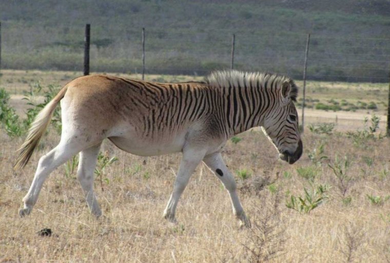 Африканская Зебра квагга