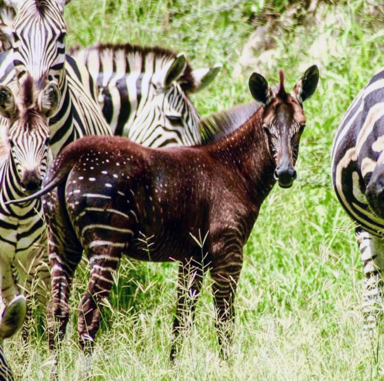 Абундизм Зебра