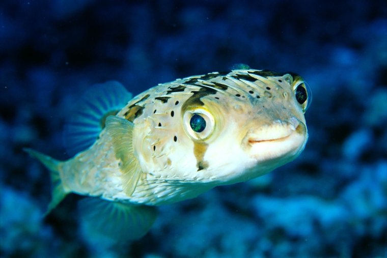 Бурый Скалозуб фугу