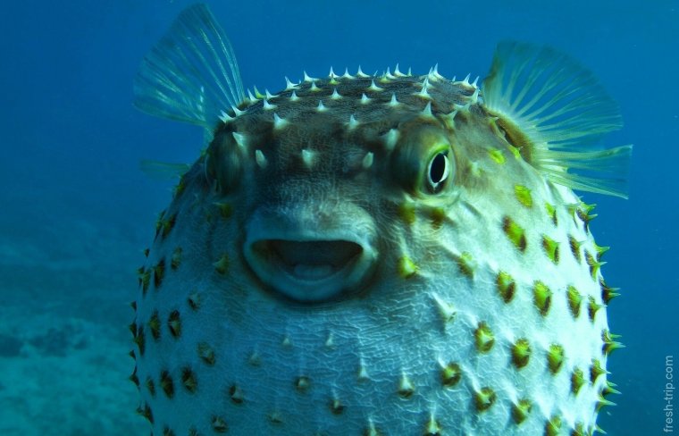 Диодон рыба еж