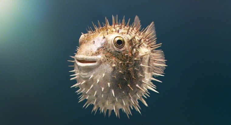 Иглобрюх Геншин