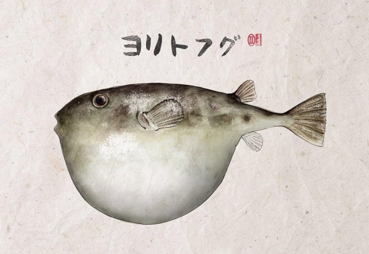 Рыба фугу рисунок