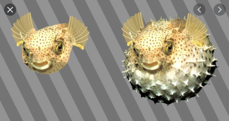 Рыба Puffer