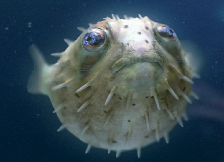 The Chemical brothers the Salmon Dance мальчик