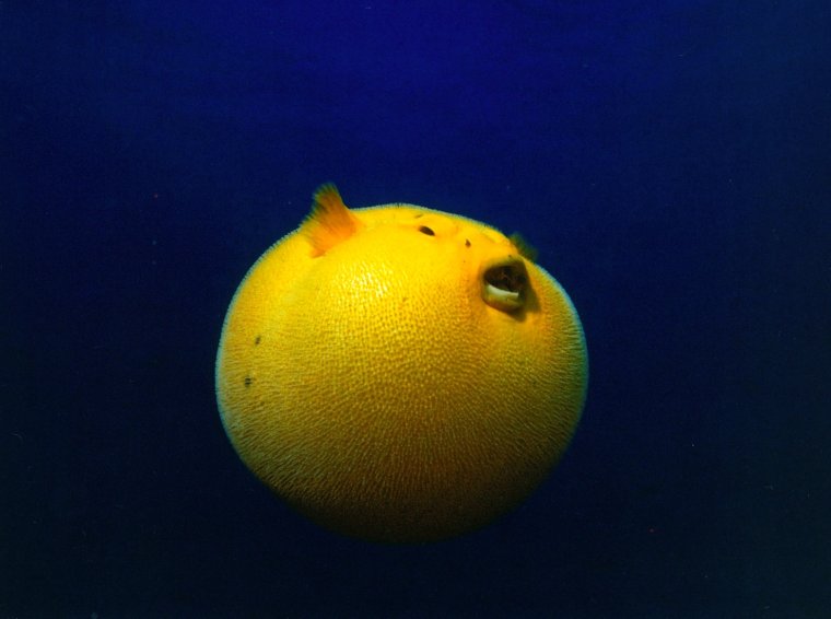 Иглобрюх желтый