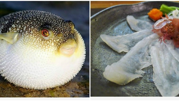 Фугу ядовитая рыба смерть