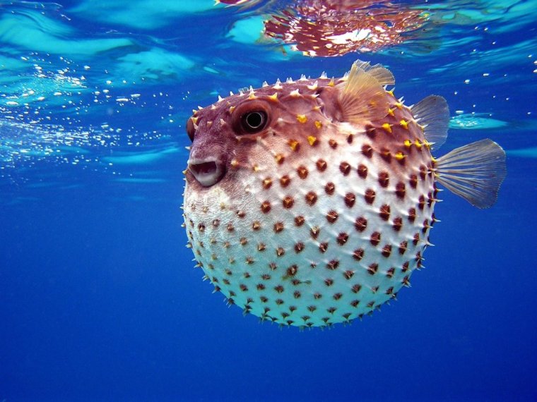 Тетрадон морской