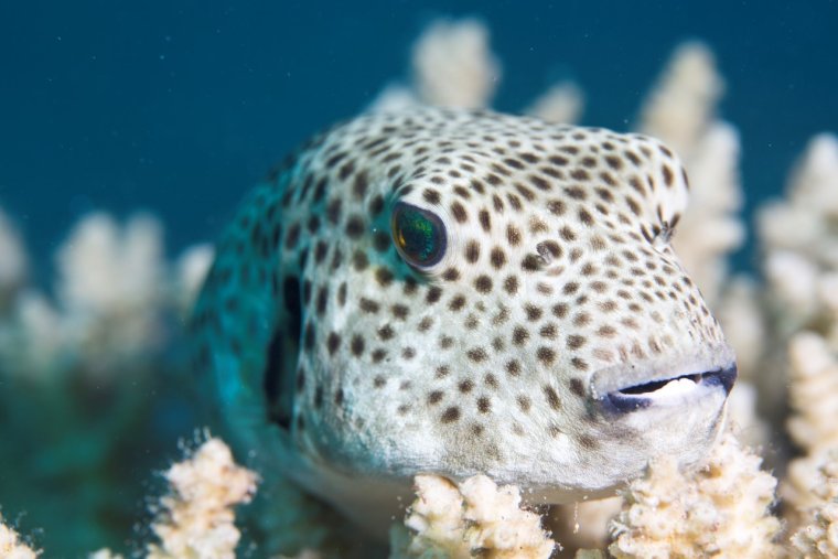 Иглобрюх фугу