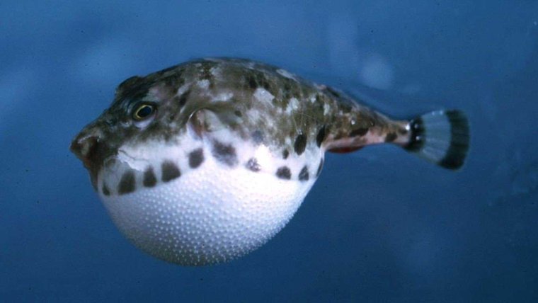 Рыба фугу