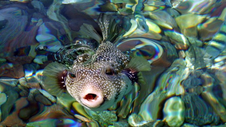 Рыба фугу в Красном море