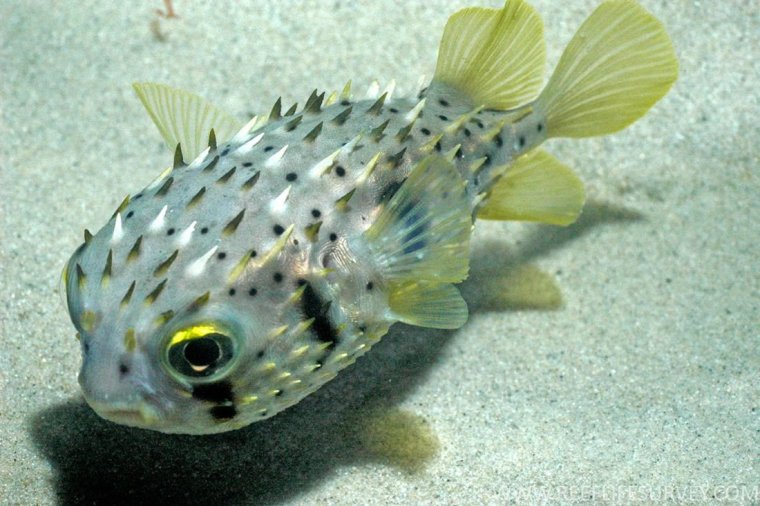 Короткошипая рыба еж