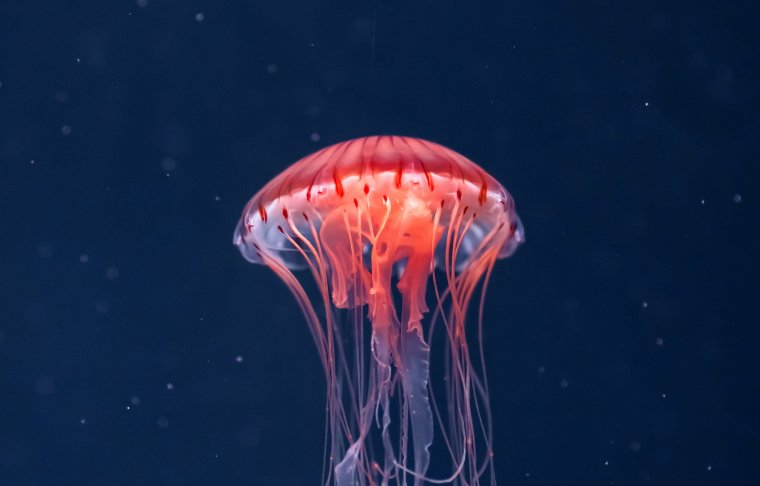Икра медузы