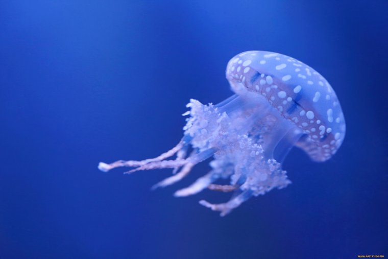 Красивые медузы на рабочий стол