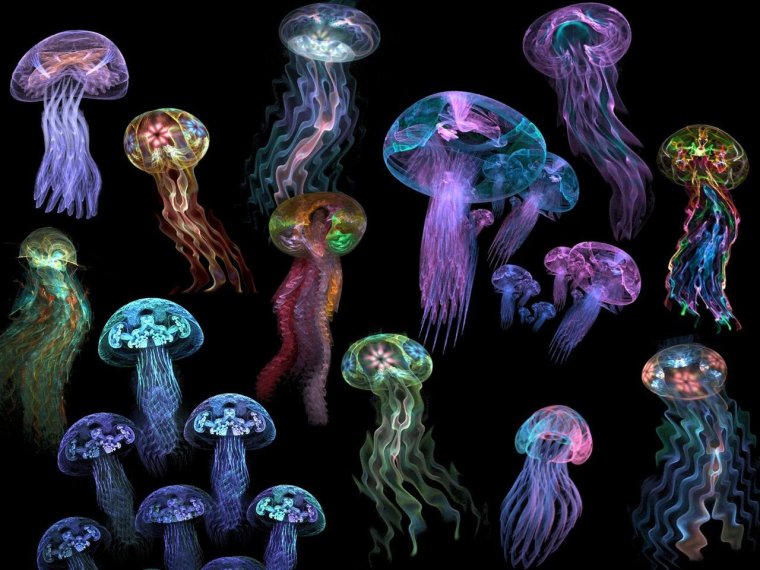 Много медуз