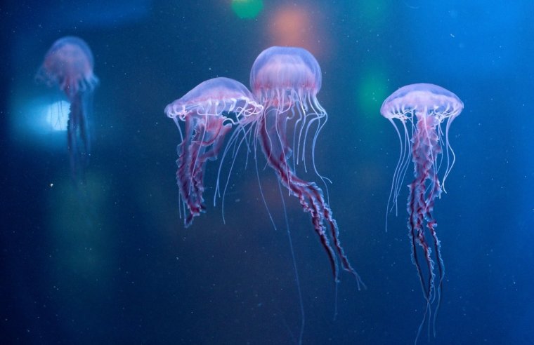 Холодноводные медузы