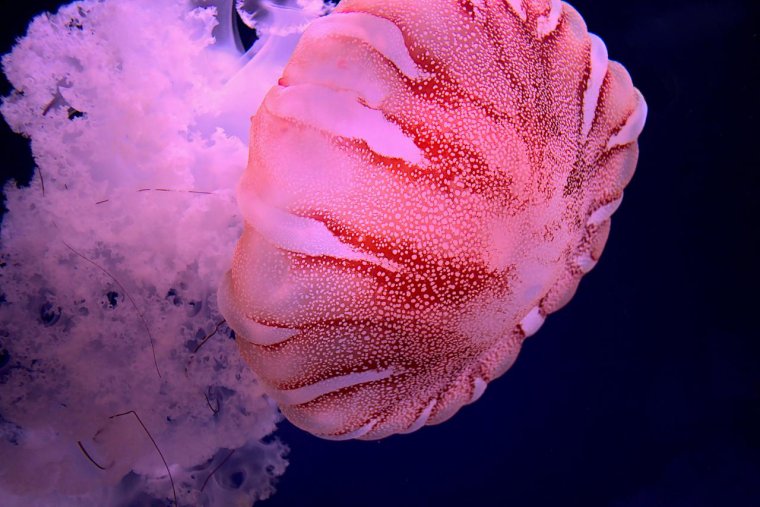 Медузы красного моря