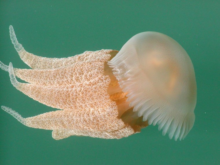 Розовая медуза Scyphozoa