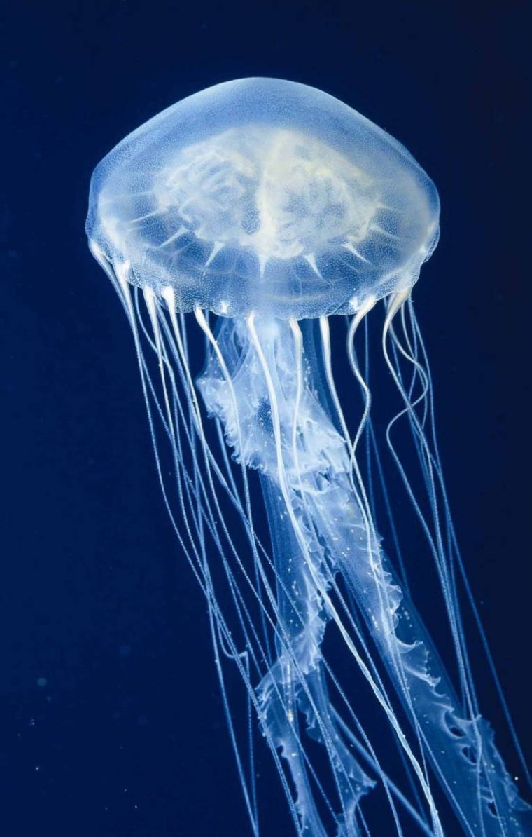Все виды медуз