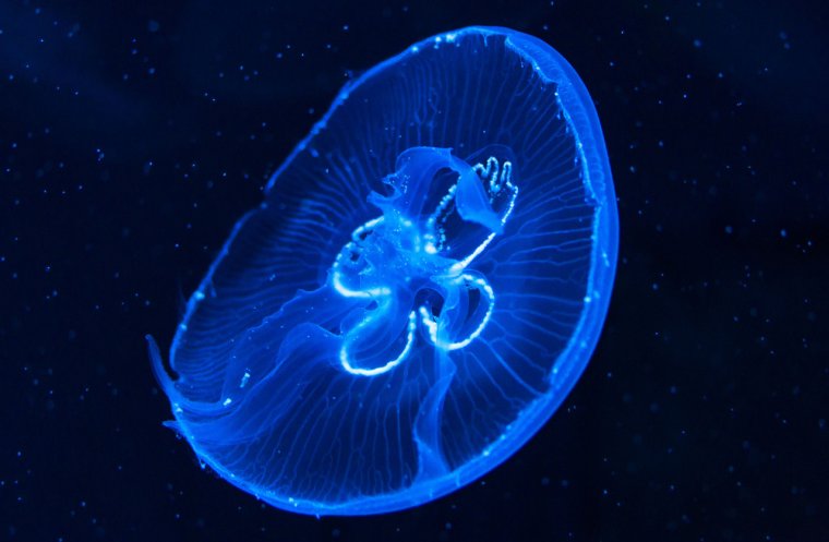 Биолюминесценция медузы