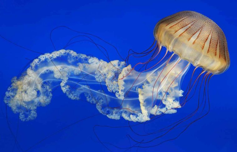 Кишечнополостные медузы