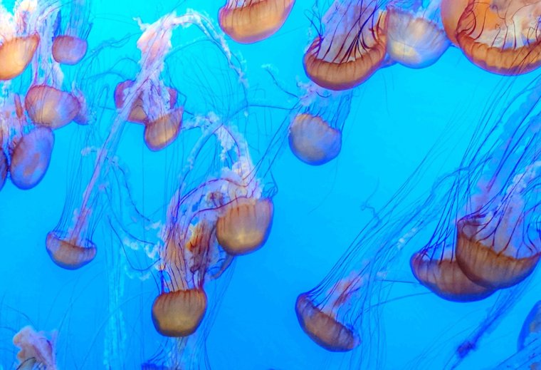 Сцифоидные медузы Semaeostomeae