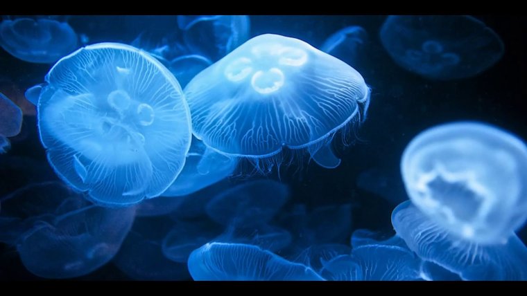 Медуза Джеллифиш