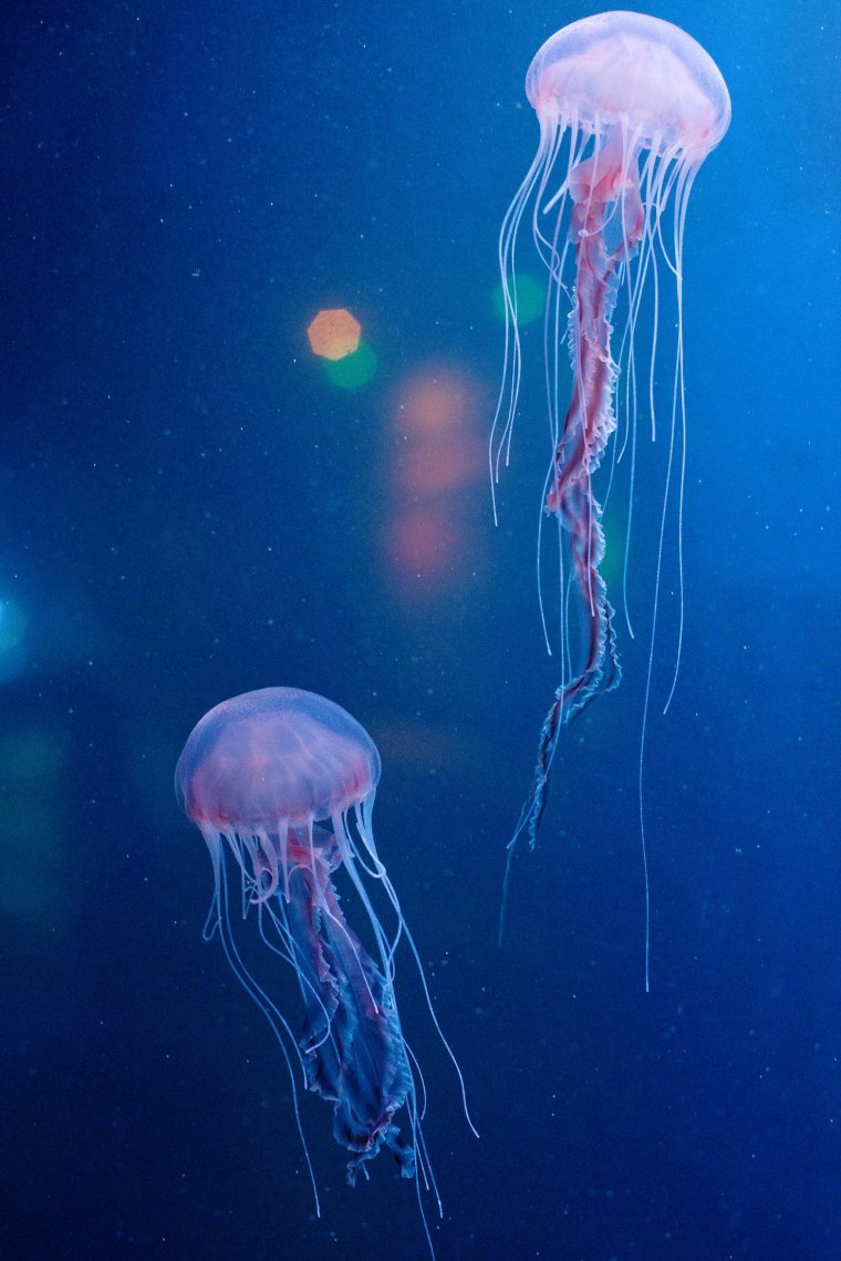 Средневодная медуза