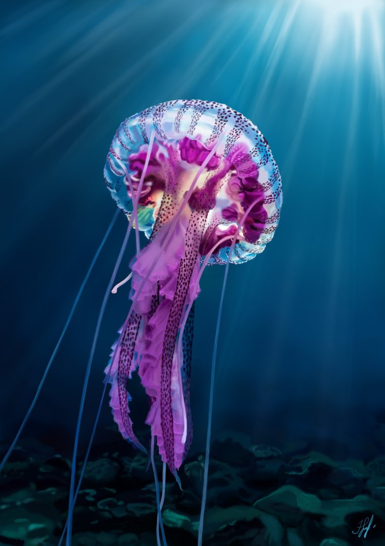 Сцифоидные медузы