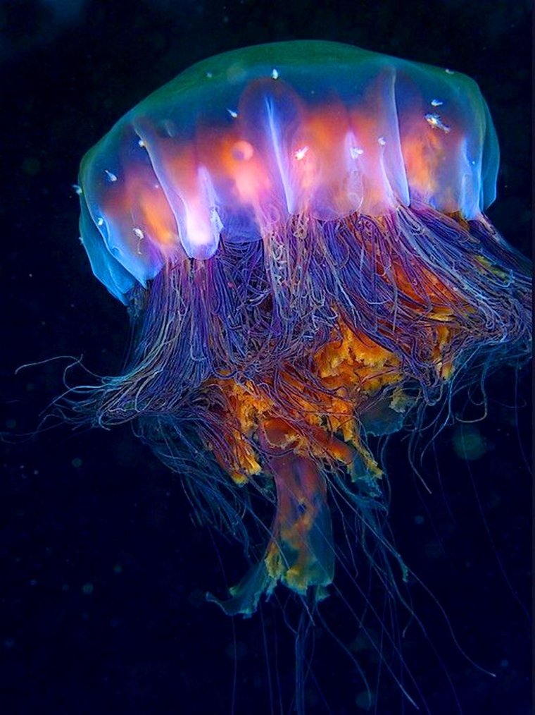 Lion Mane Jellyfish медуза