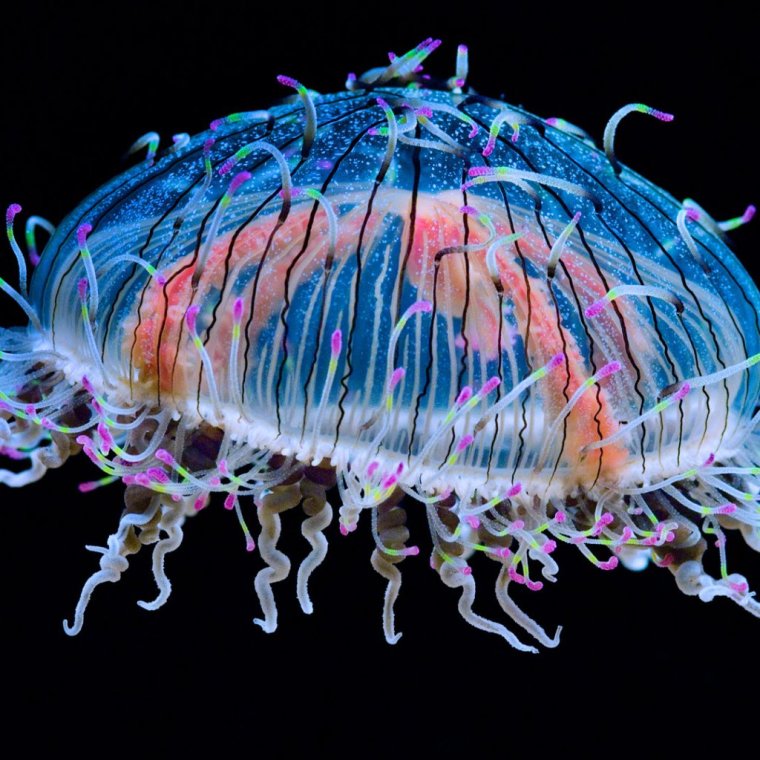 Медуза Цветочная шляпка